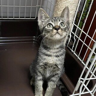 人馴れ抜群！可愛い男の子★こてつくん