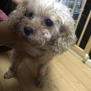 トイプードル　女の子　♀　アプリコット