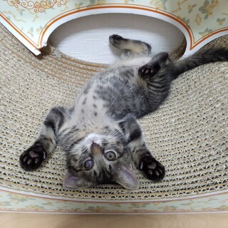 NPO法人に移籍したため募集終了、ポニーちゃん