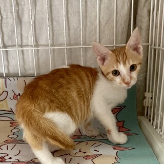 映え❣️茶白⑧正統派イケニャン。タケルくん3ヶ月半