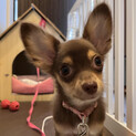 【里親募集中】可愛い子犬のチワワちゃん。