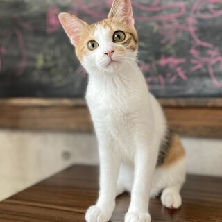 遊ぶのが大好き！元気いっぱいのソルトちゃん