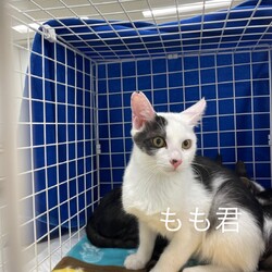 猫の里親会　in ジョイフル本田荒川沖店