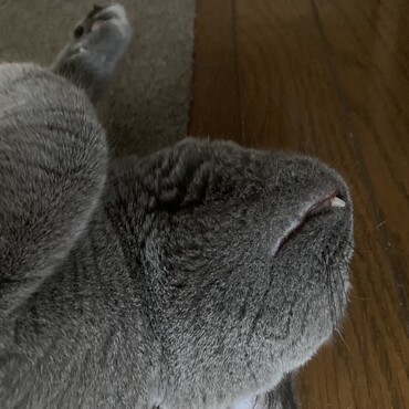 歯チラリ