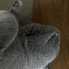 歯チラリ