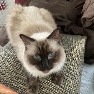 人が大好きピアノちゃん