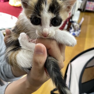 二ヶ月の仔猫兄弟　三毛猫ちゃんメス①黒目