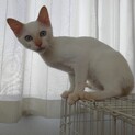 まなちゃんふくちゃん^_^緊急里親募集中！！
