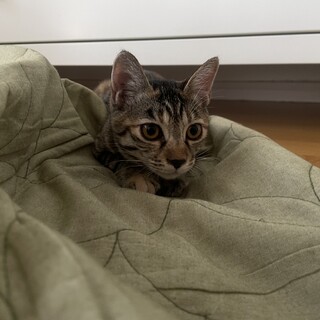 人慣れバッチリ☆キジトラ♀飼いやすい子猫
