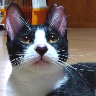 お鼻にハート❤︎遊ぶの大好き元気いっぱいフラちゃん