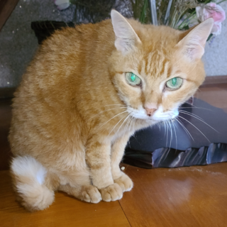 人懐っこい猫です