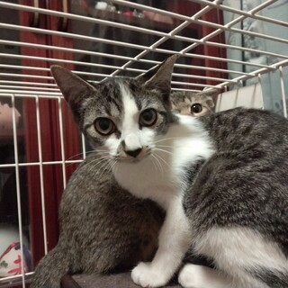 コミュ力高めのオス子猫の里親募集！