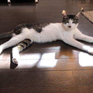 抱っこは苦手だけどナデナデ大好き！おもちちゃん★