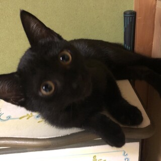 黒猫3ヶ月の女の子★パサちゃん【トライアル決定】