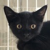 黒猫3ヶ月の女の子★パサちゃん【トライアル決定】 サムネイル6