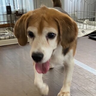 トライアル決定の為停止。いつも元気なげんきくん