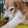 トライアル決定の為停止。いつも元気なげんきくん サムネイル3