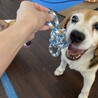 トライアル決定の為停止。いつも元気なげんきくん サムネイル4