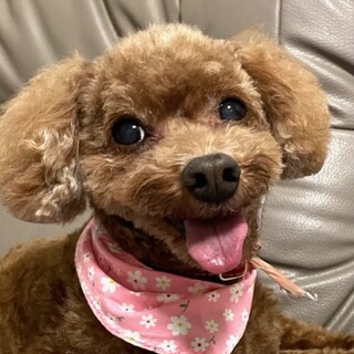 保護犬♀萌音☆分離不安症です