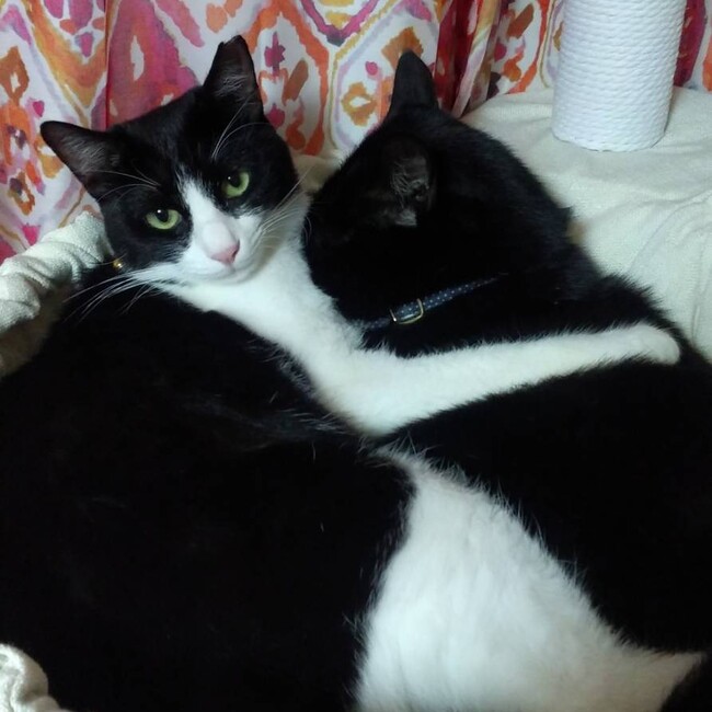 ツナ&ジジ&リンのカバー写真