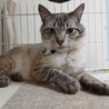 ブルーアイ　シャムMIXの大福くん サムネイル7