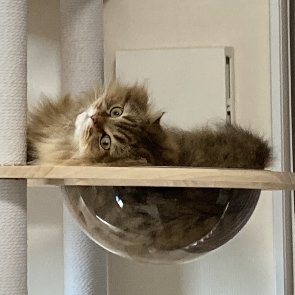 シャルドネのカバー写真