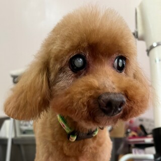 人懐っこい甘んぼうトイプードル女の子すずちゃん