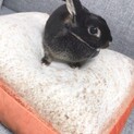 ネザーランドドワーフのブラックオターです！