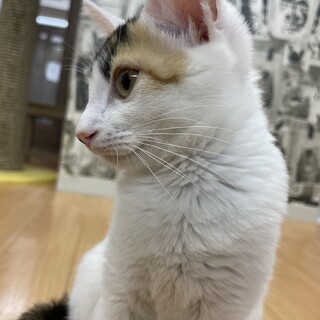 ５ヶ月♀ 人口哺乳　三毛猫　ガブちゃん