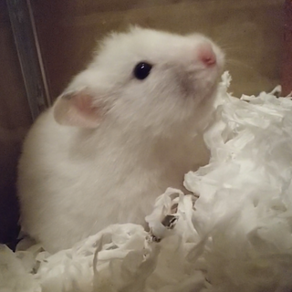 ふわふわダルメシアン柄 メス ケージその他込み