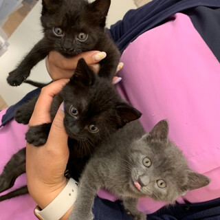 愛情ミルクですくすく育った可愛い黒ちゃん兄弟！