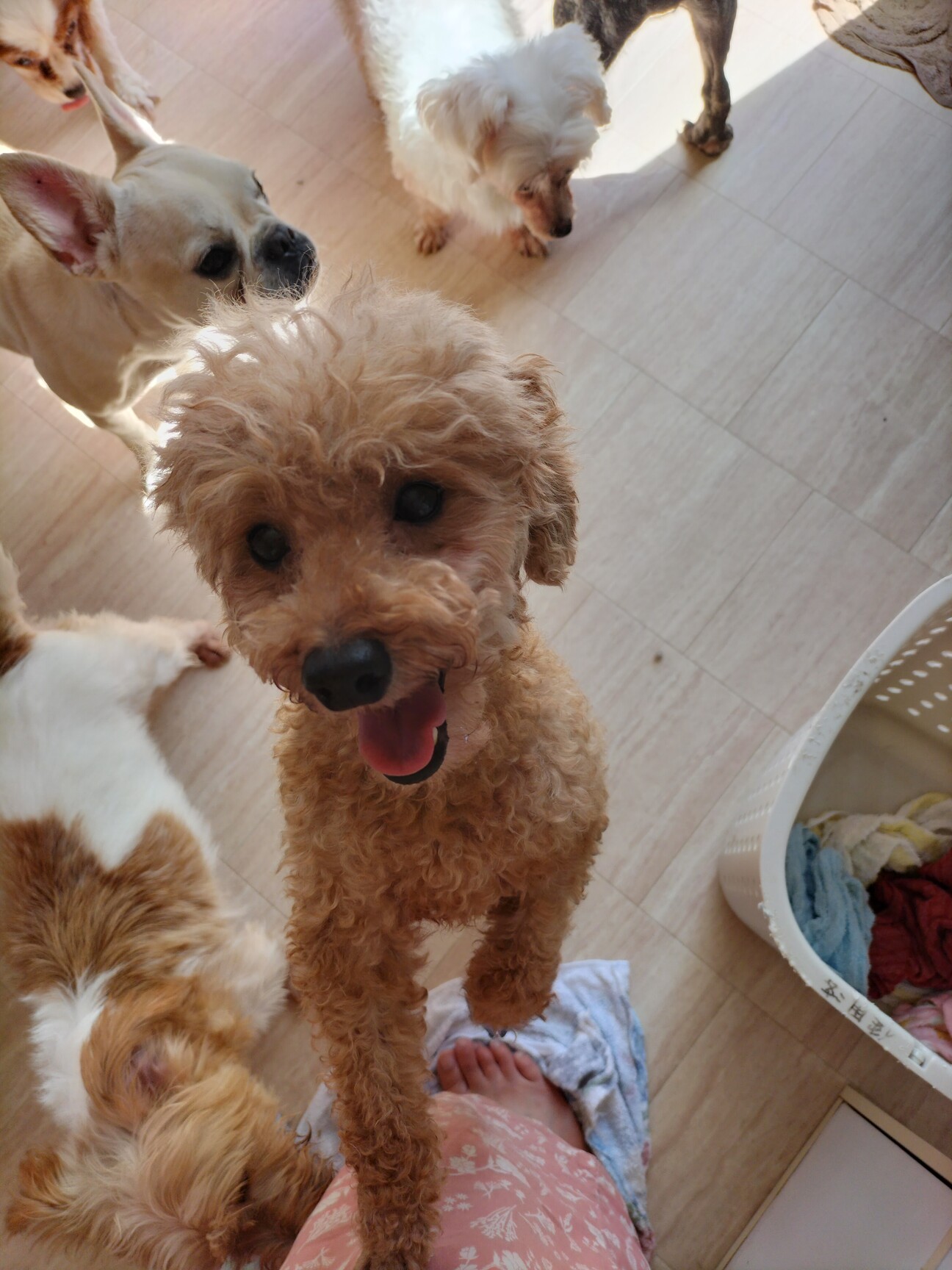 トイプーママ様　オーダーページ　10/14 プードル様 オーダーページ トイプーママ様 オーダーページ 10