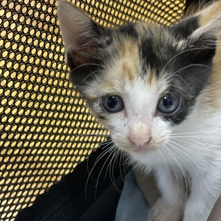 二ヶ月の可愛い仔猫4兄弟　三毛猫ちゃん③細目