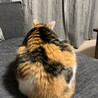の写真