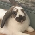 ロップイヤーを可愛がってくださる方、お願いします。