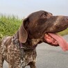 オレだけを愛してくれる里親さん募集だぞ！ サムネイル3