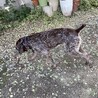 オレだけを愛してくれる里親さん募集だぞ！ サムネイル5
