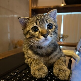 アメショーかもしれない、人が大好きなムー君