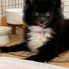 おすまし顔（ドヤ顔）