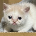 可愛いネコチャンたち