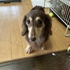 ☆ころんちゃん☆里親さま決定☆ サムネイル2