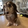 ☆ころんちゃん☆里親さま決定☆ サムネイル3