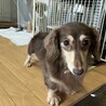 ☆ころんちゃん☆里親さま決定☆ サムネイル4