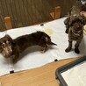 ☆ころんちゃん☆里親さま決定☆ サムネイル5