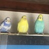 の写真