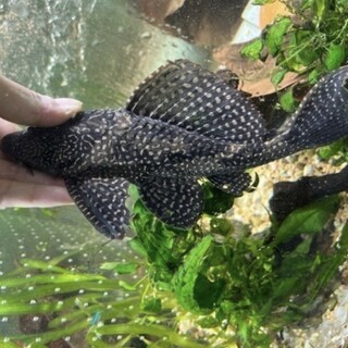 セルフィンプレコ 20cm