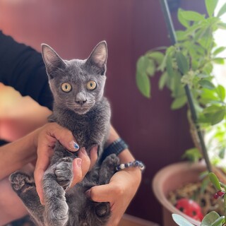 ロシアンブルー風の女の子！甘えん坊の「あみ」