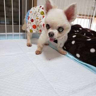 チワワ　女の子　おフネちゃん