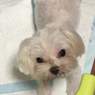 マルチーズ　男の子　まるへい君