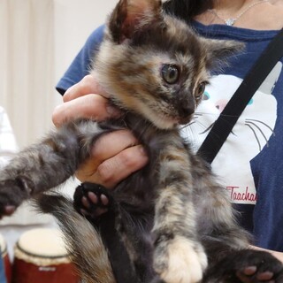 4/23石巻で里親探し会開催！『くるみ』♀